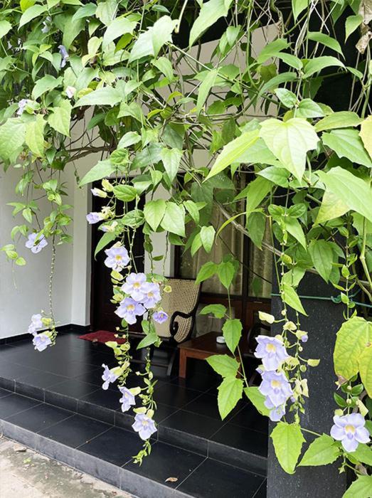 Dambulla Rock Arch Bed and Breakfast Eksteriør billede