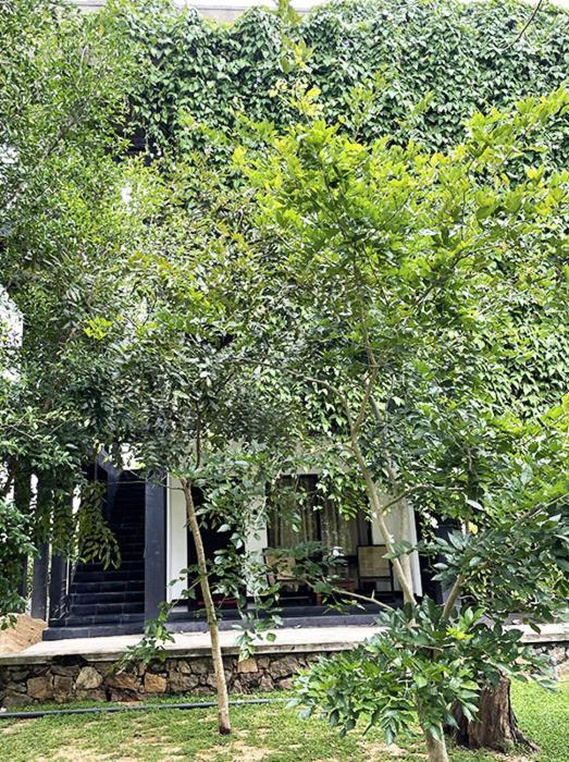 Dambulla Rock Arch Bed and Breakfast Eksteriør billede